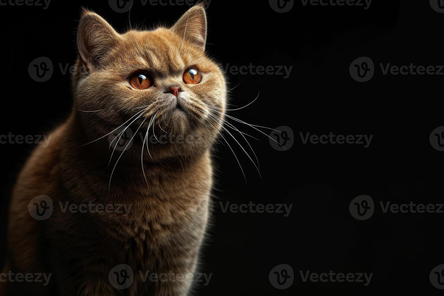 A cat with big eyes looking up at something photo