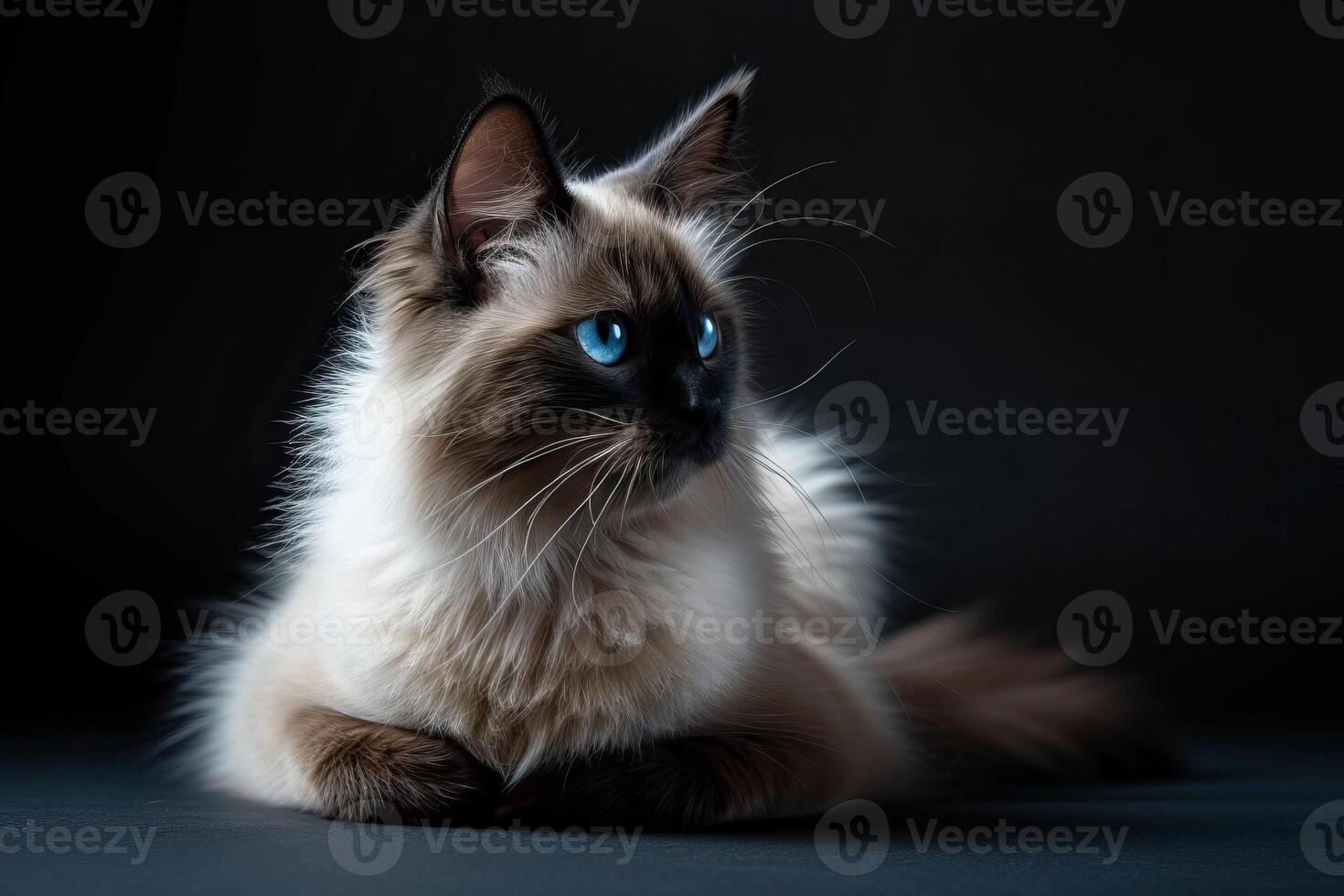 A long haired cat with blue eyes sitting on a black background photo