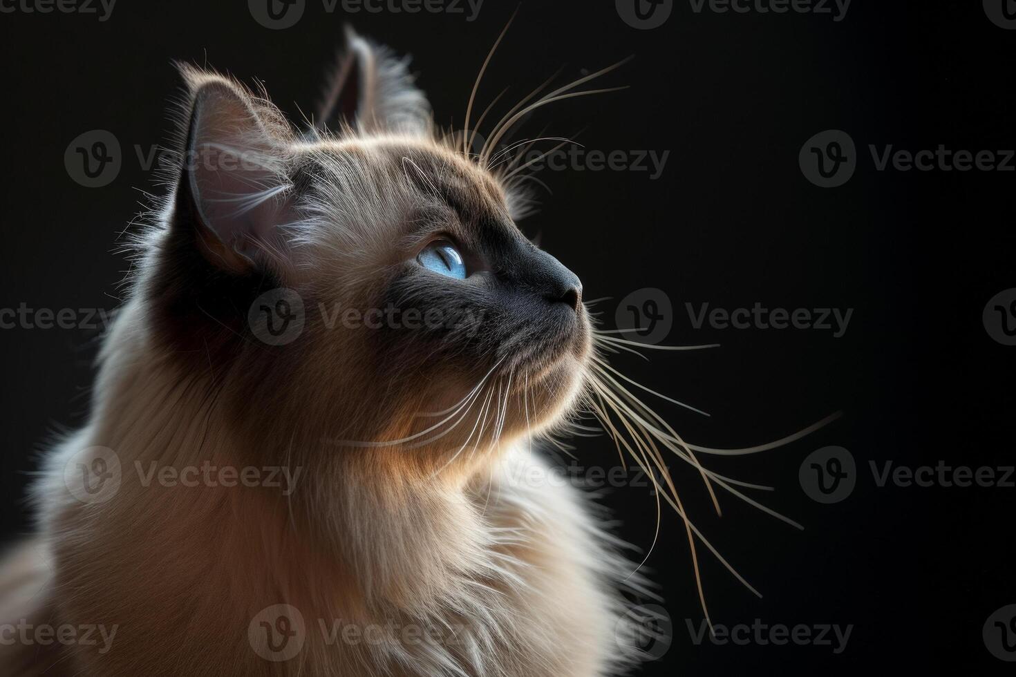 A cat with blue eyes looking up photo