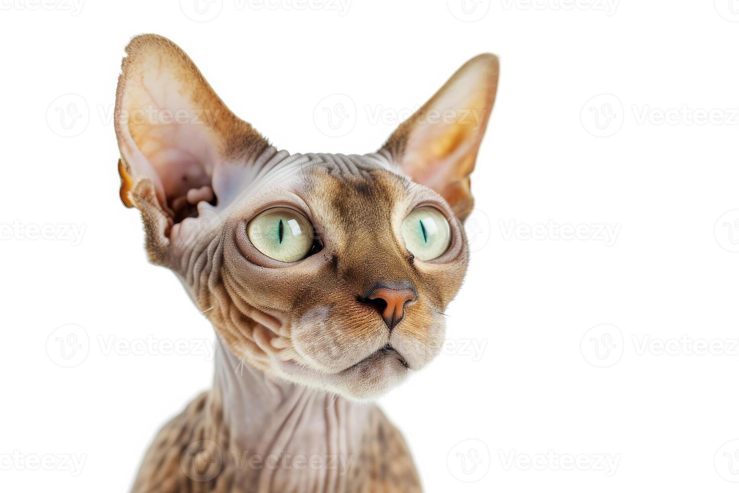 A cat with green eyes is looking at something photo