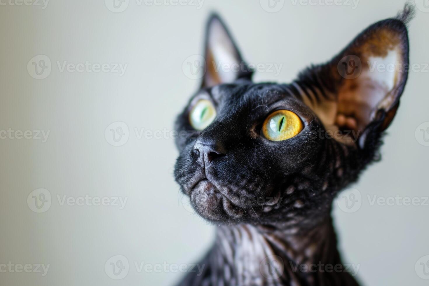A close up of a cat with green eyes photo