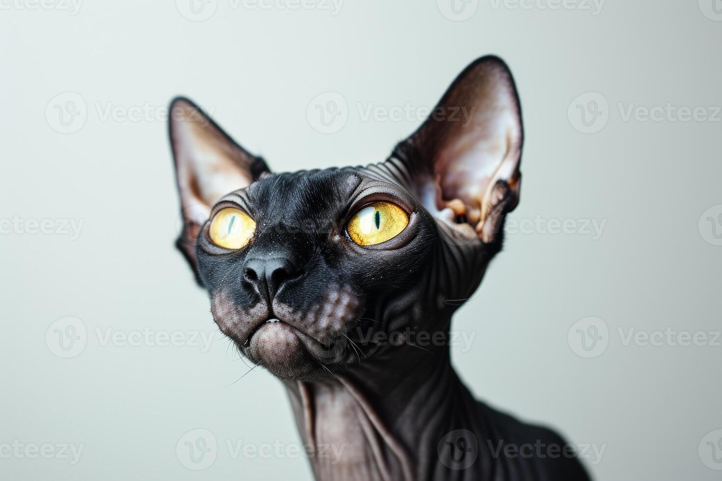 A close up of a cat with bright yellow eyes photo