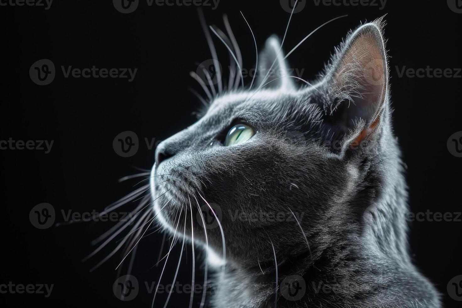 A gray cat is looking up at something photo