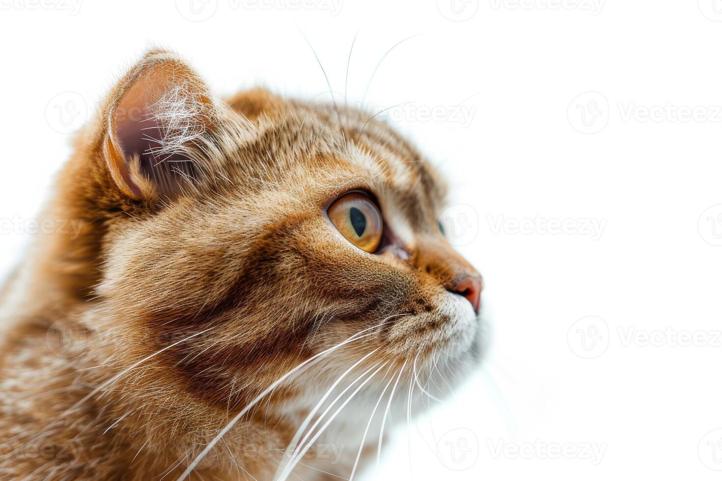 A close up of a cat looking up photo