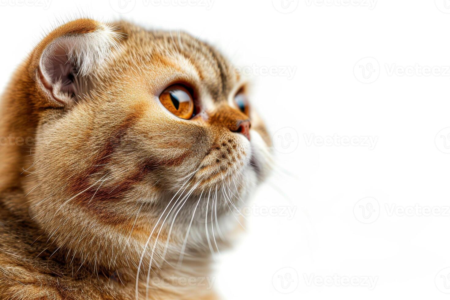 A close up of a cat looking up photo