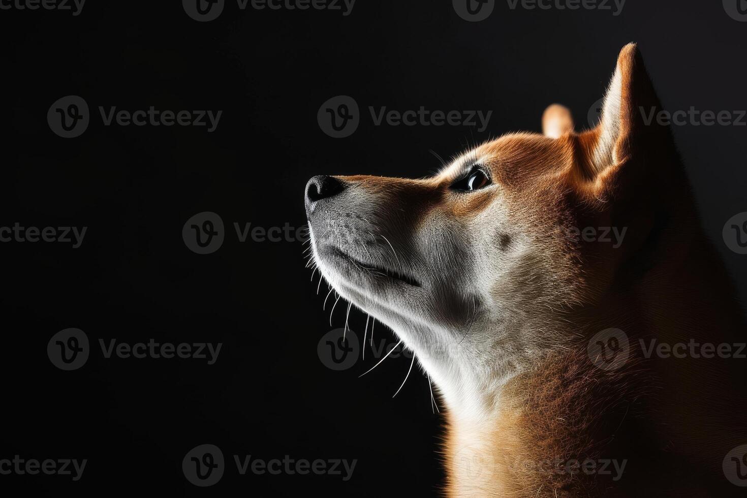 A dog is looking up at something photo