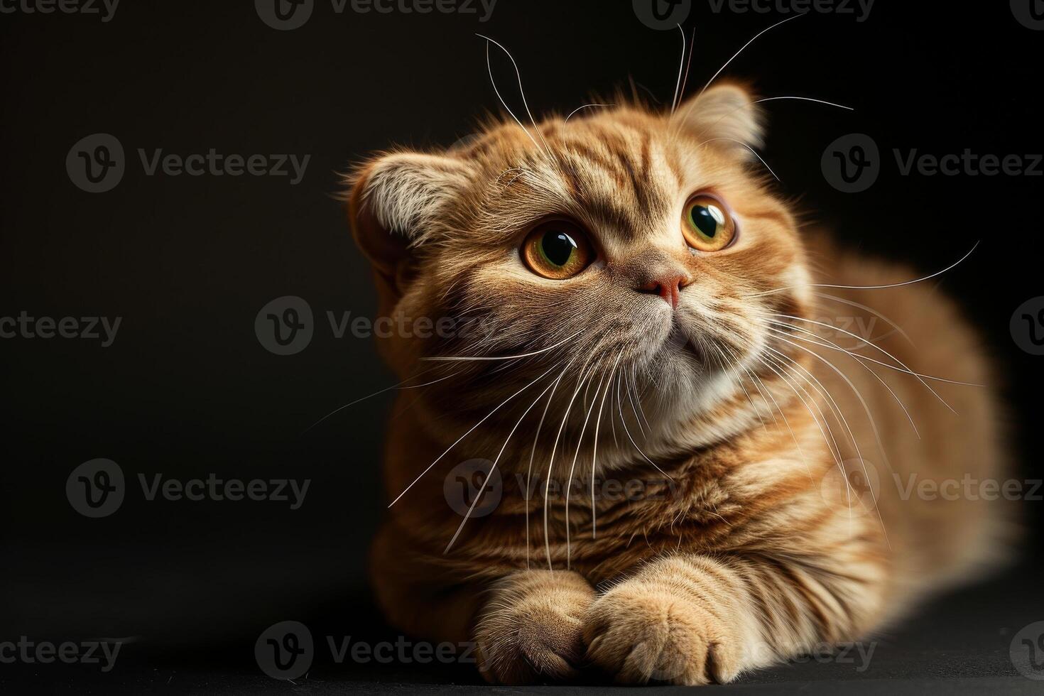 A cat with big eyes looking up at the camera photo