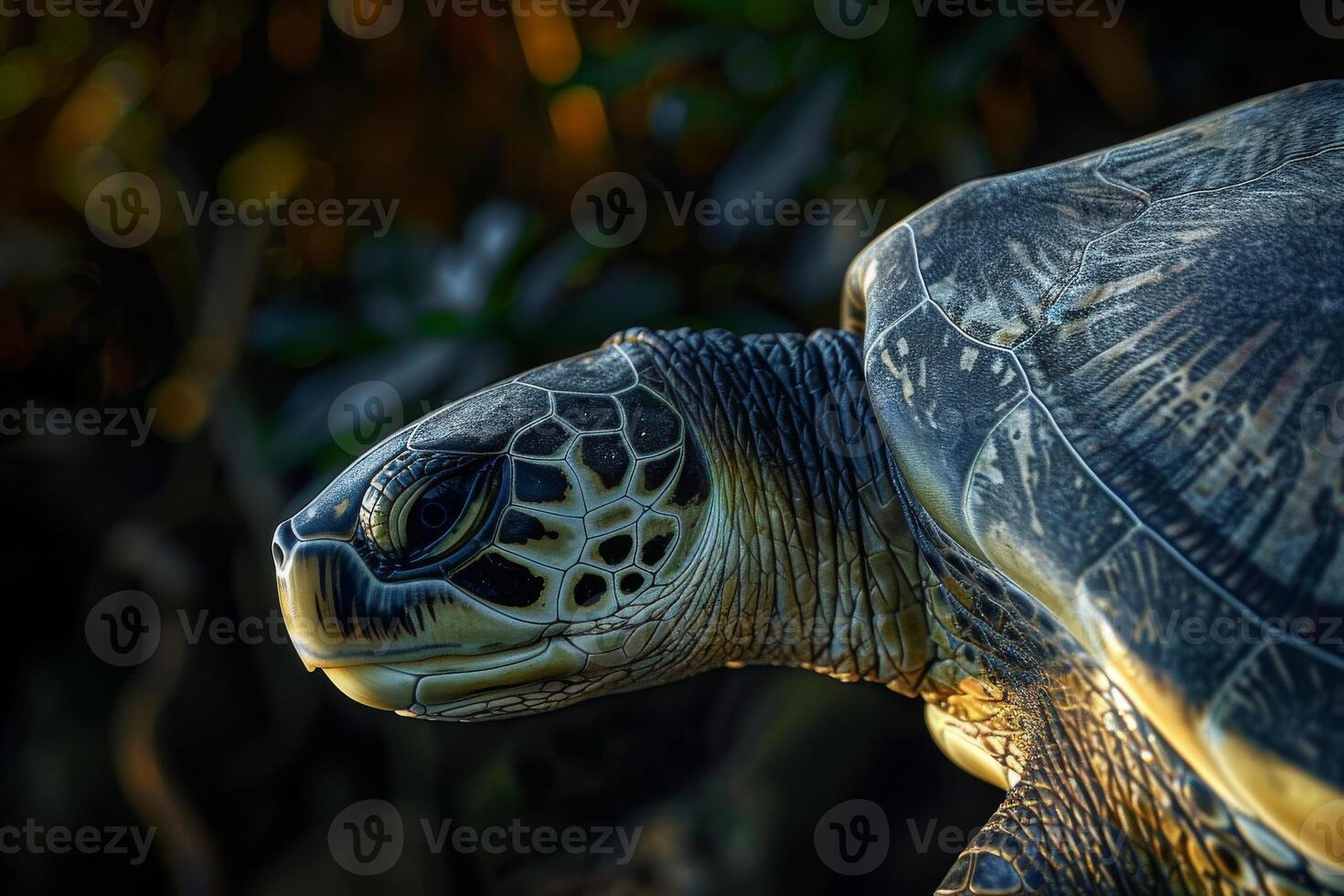 A close up of a turtle with its head turned to the side photo