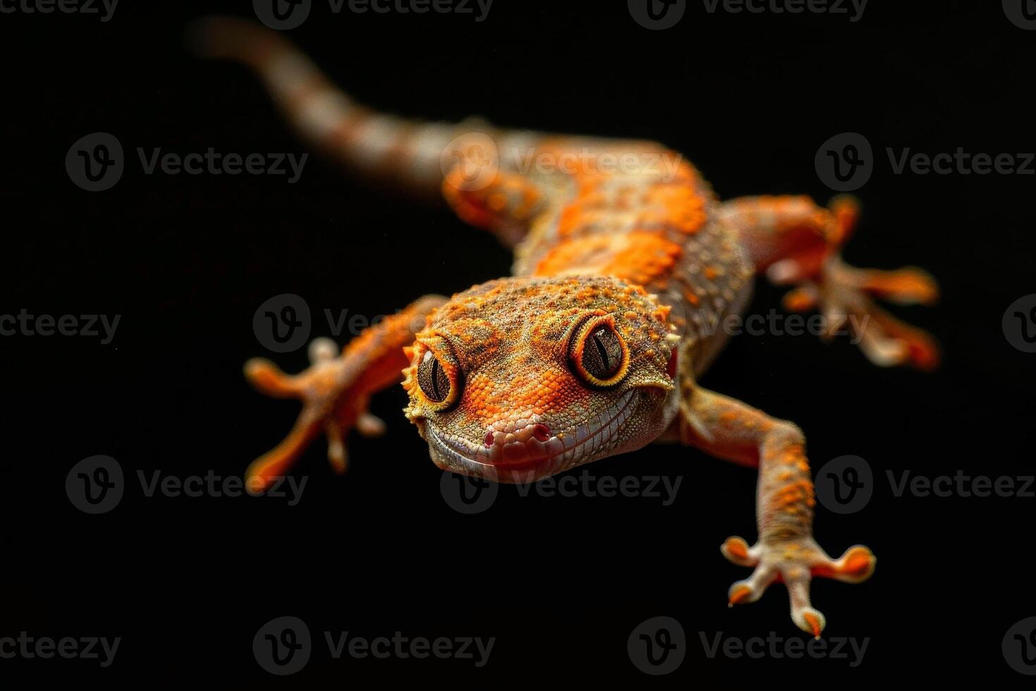 A geckole with orange eyes on a black background photo