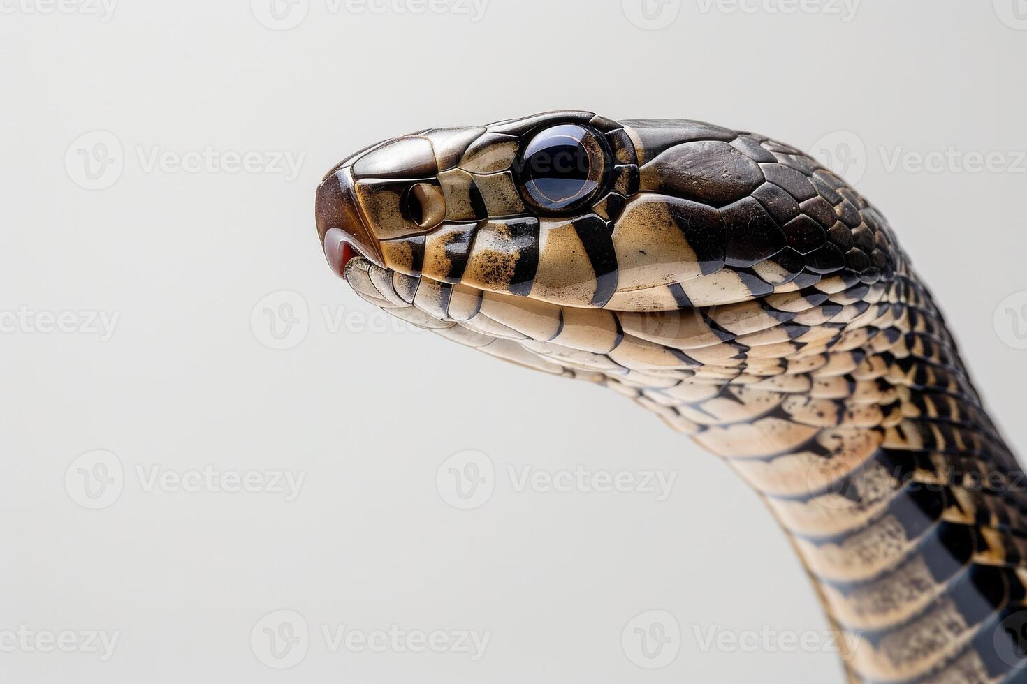 A close up of a snake's head photo