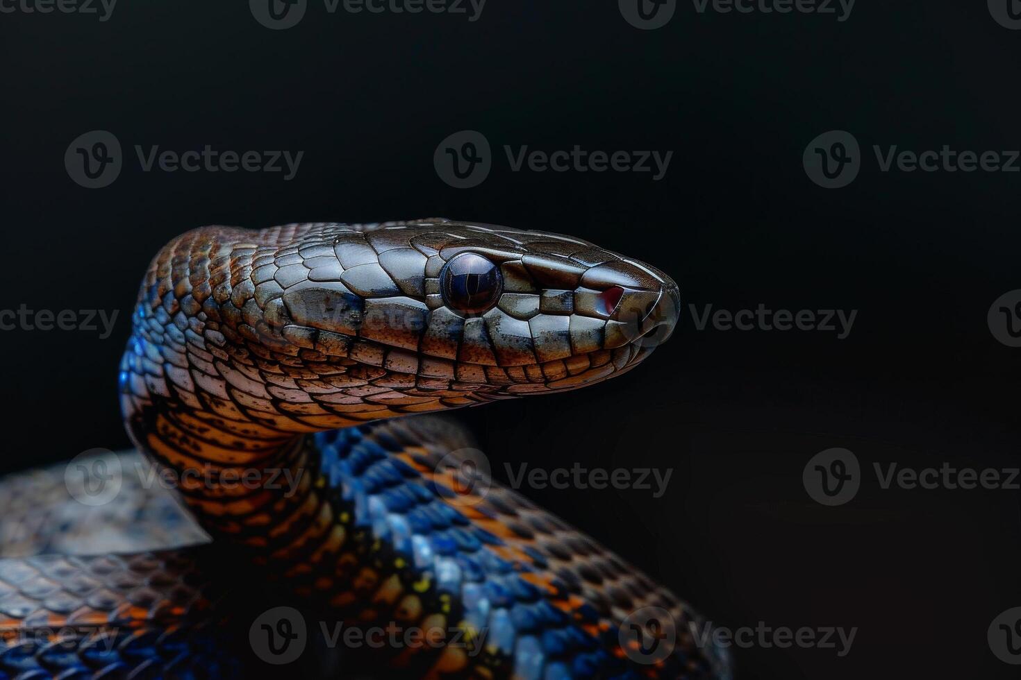 A close up of a snake with blue and black stripes photo