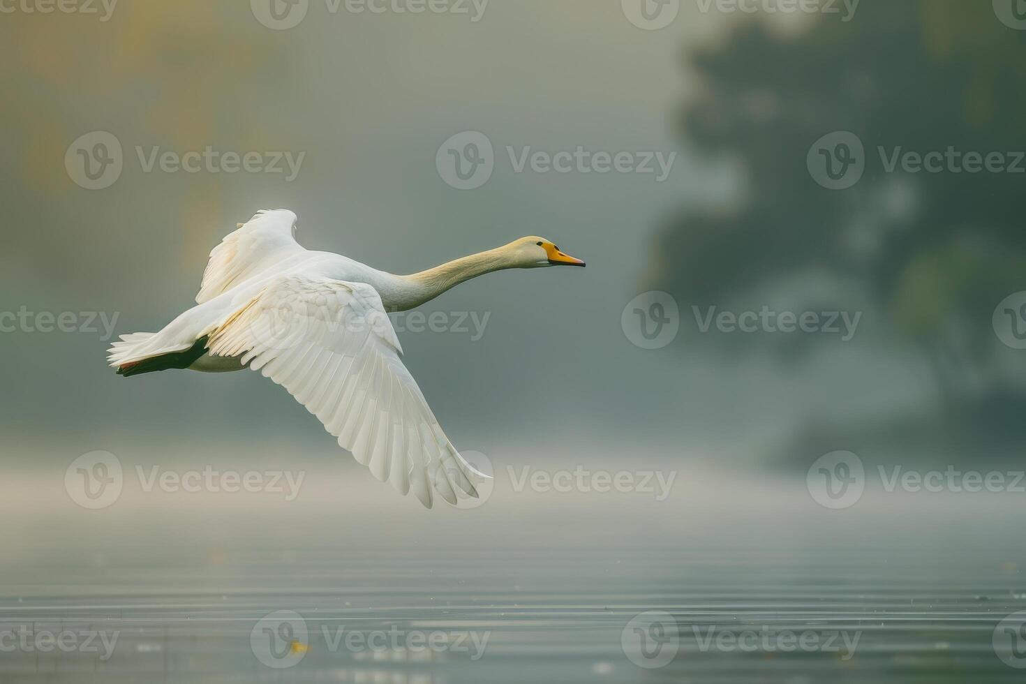 A white swan flying over a lake with fog photo
