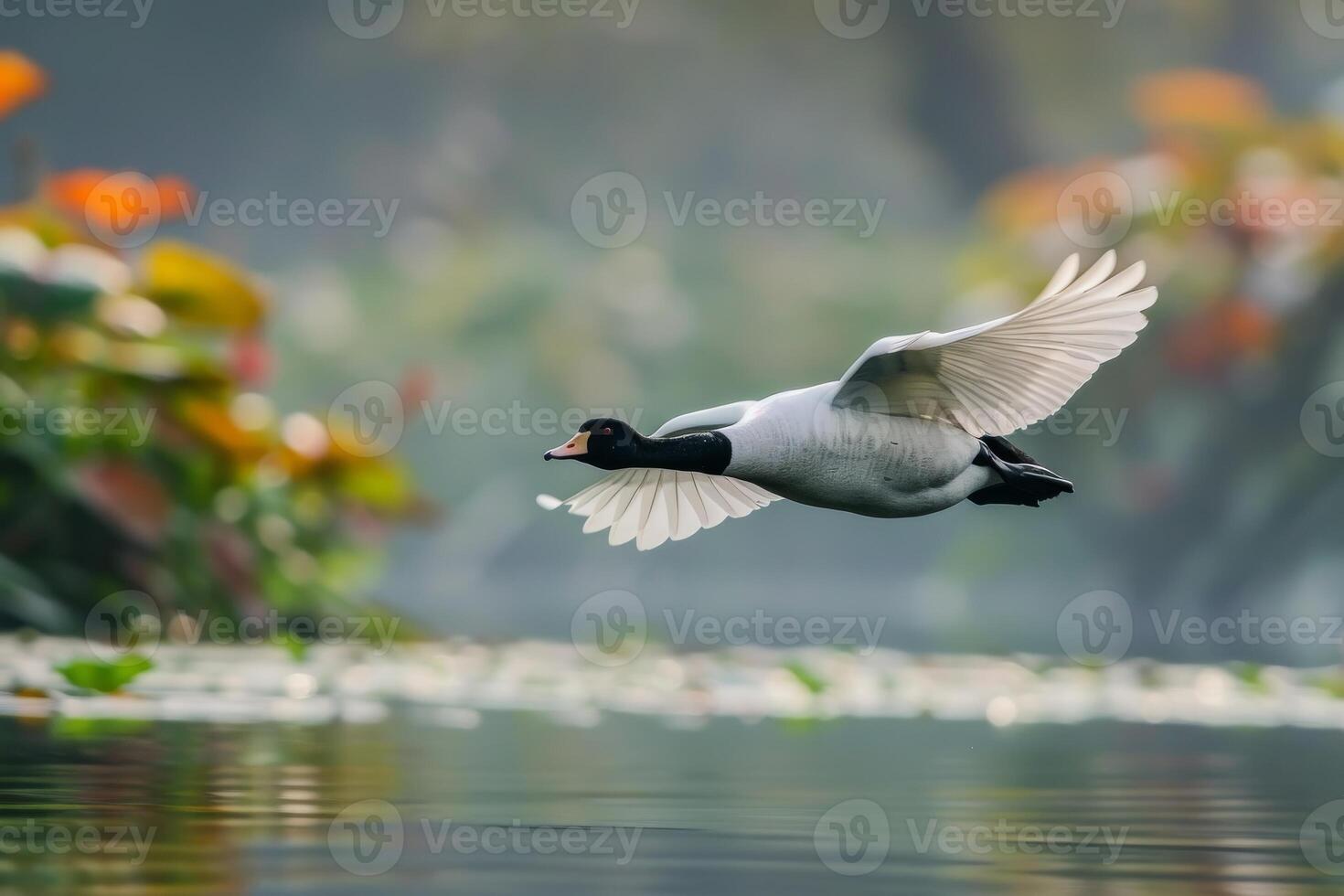 A white and black bird flying over a lake photo