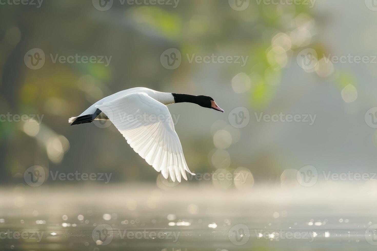 A white duck flying over a lake with fog photo