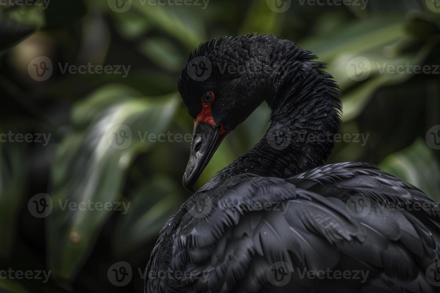 A black bird with red beak standing in front of some green plants photo