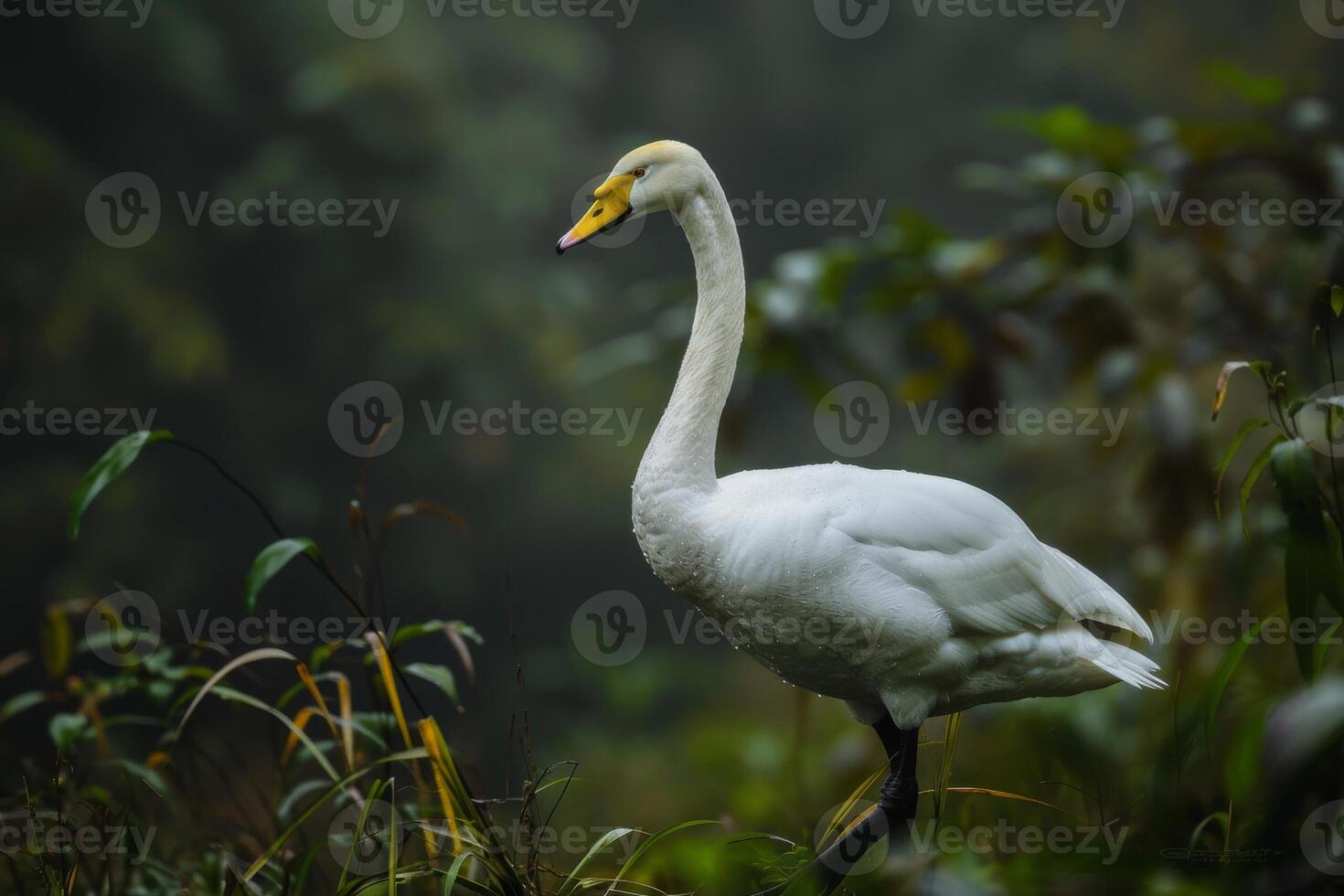 A white swan standing in the middle of a forest photo