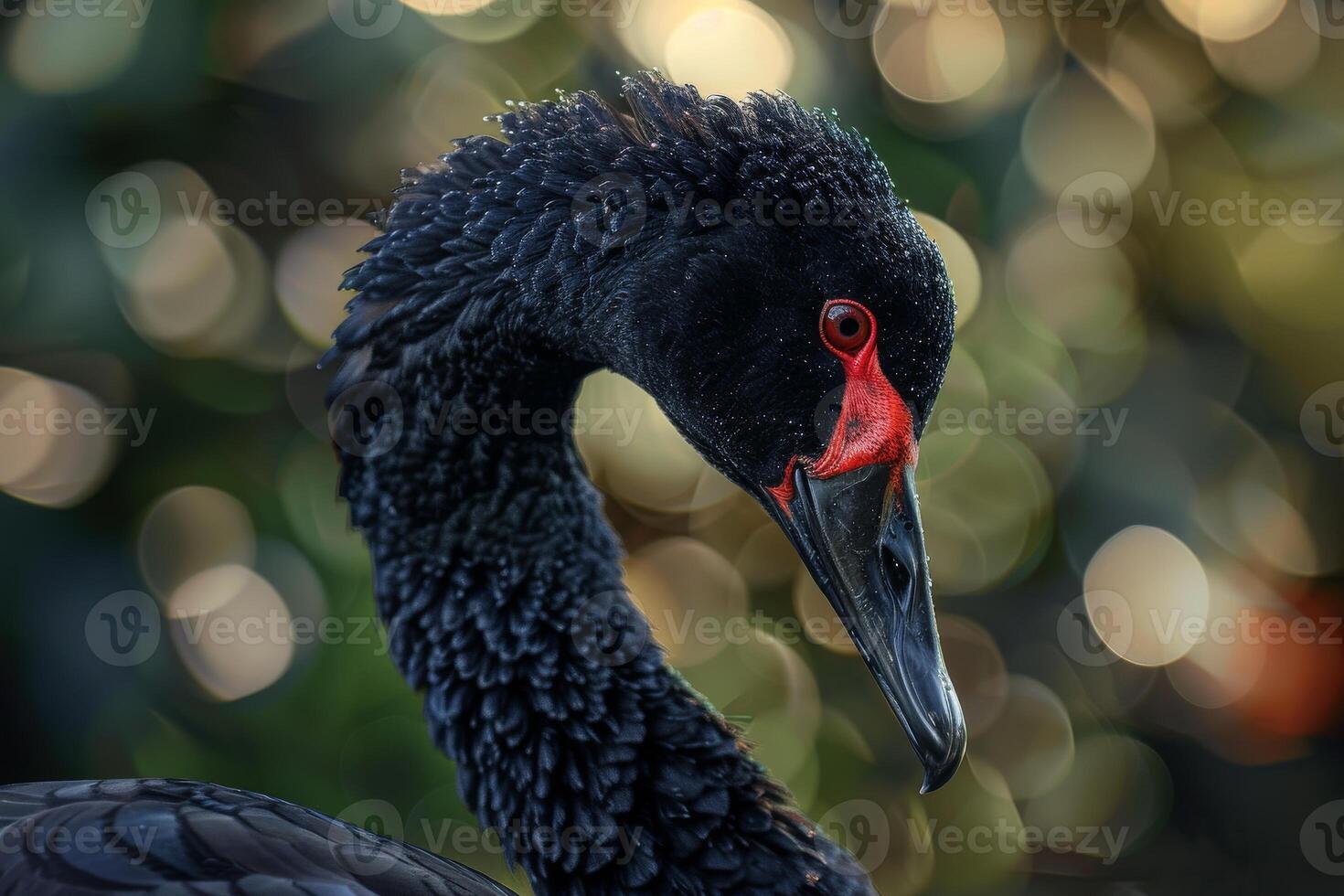 A black swan with a red beak and a red eye photo