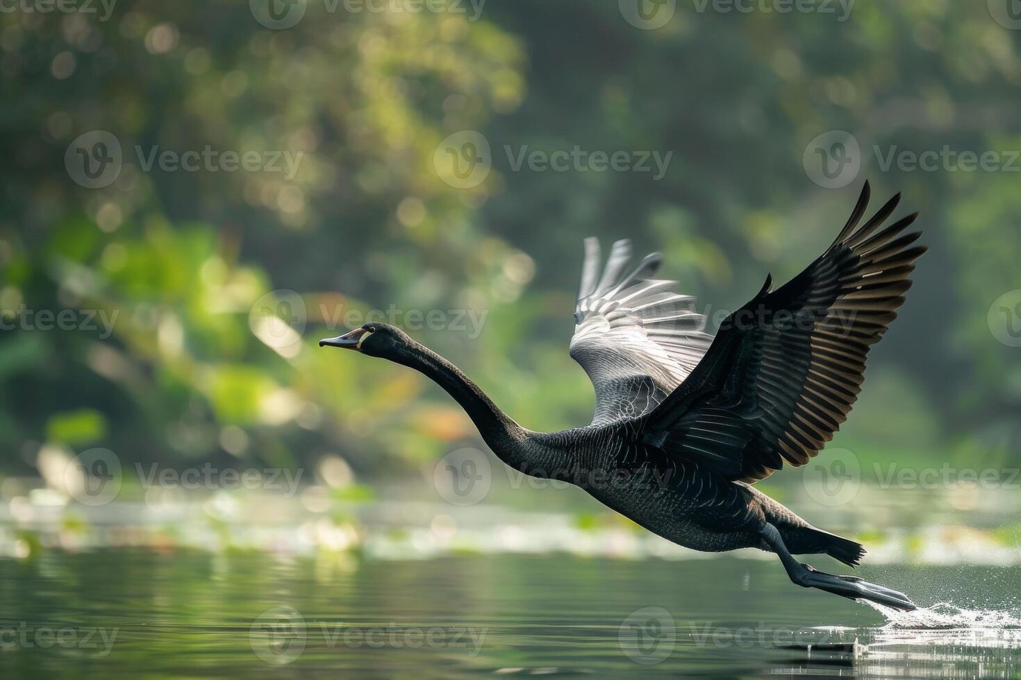 A black bird flying over water in the morning photo