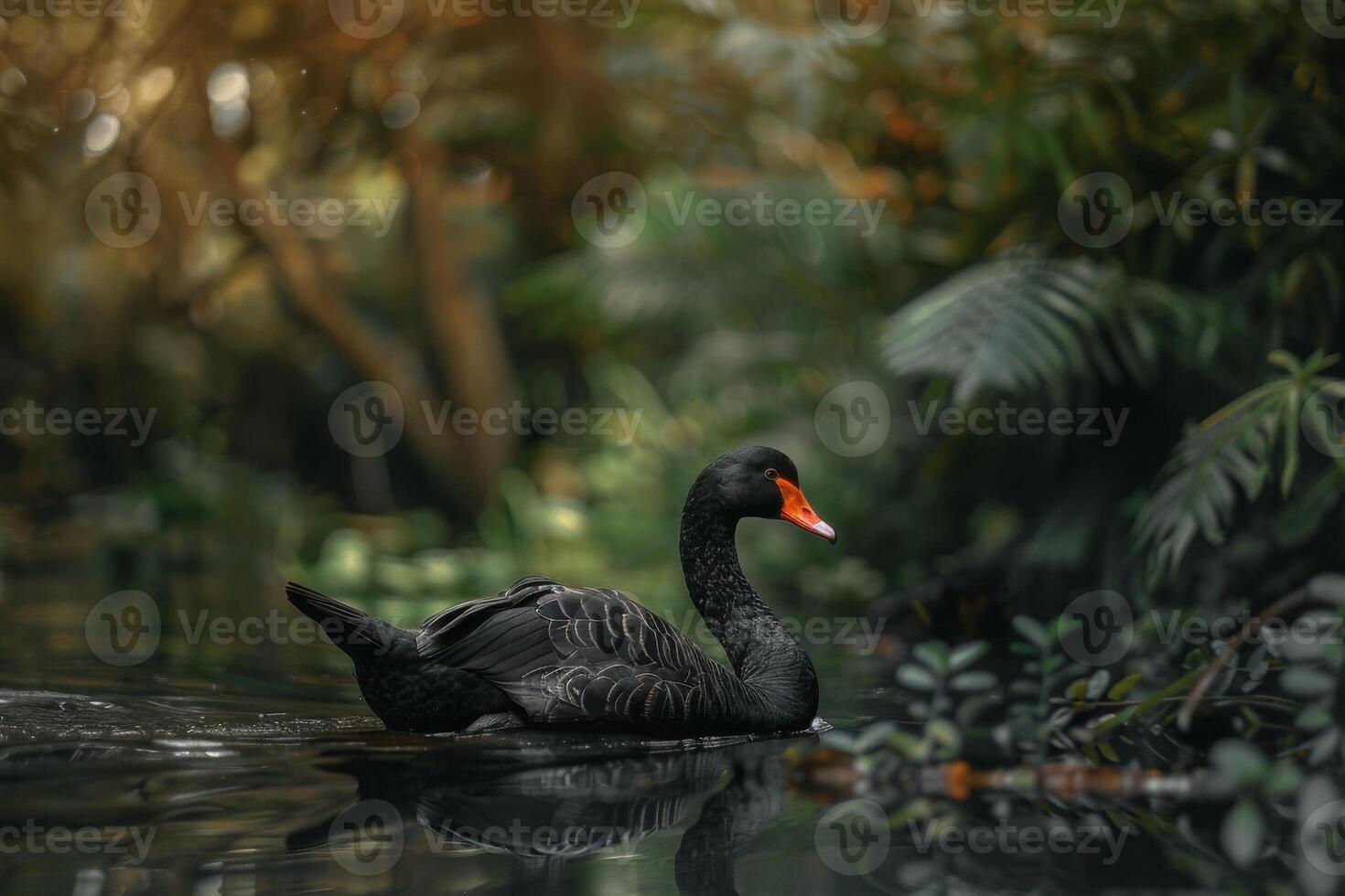 Black swan in the water photo