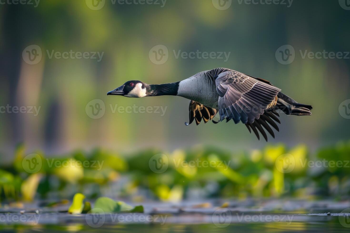 A goose flying over a pond with water lilies photo