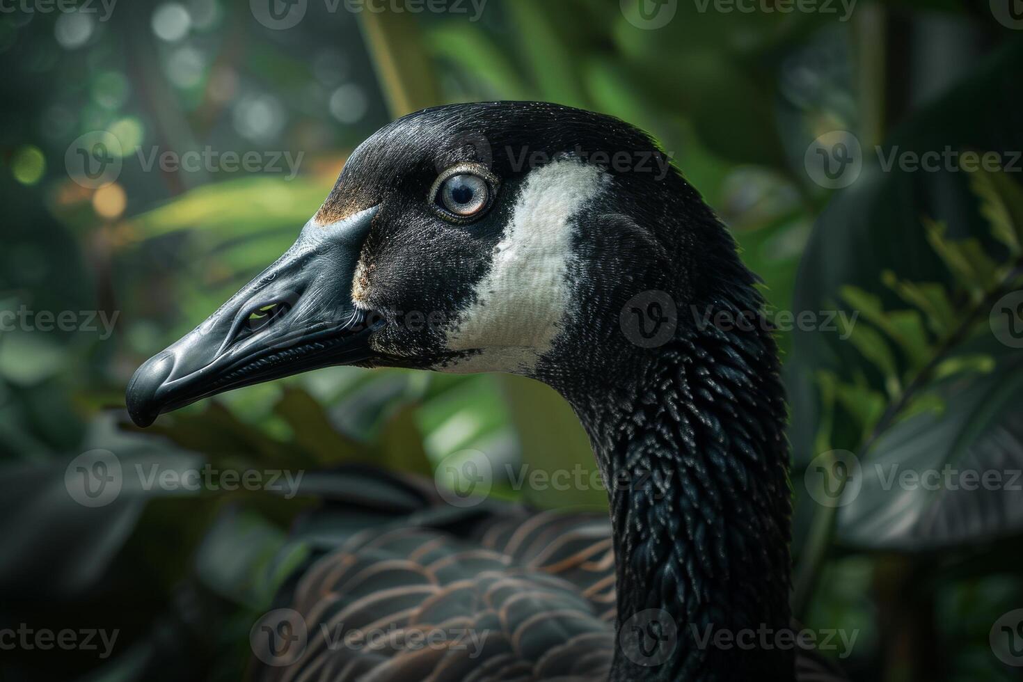 A close up of a goose with a green background photo