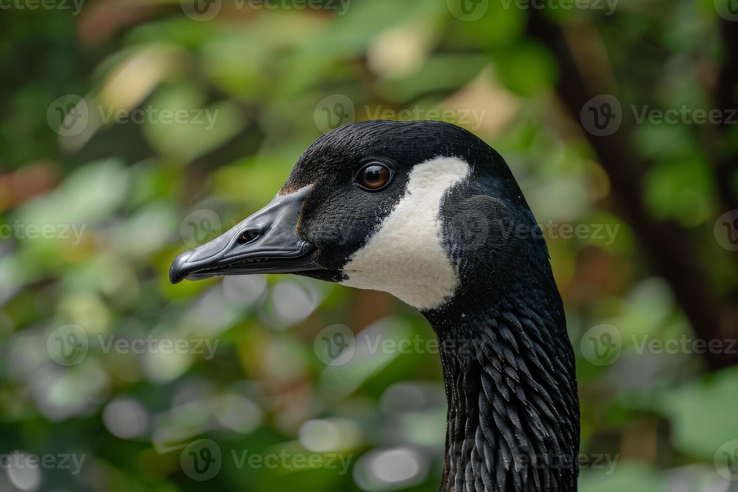 A close up of a black and white goose photo
