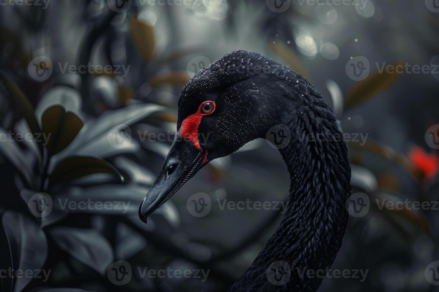 Black swan, black swan, black swan, black swan, black swan photo