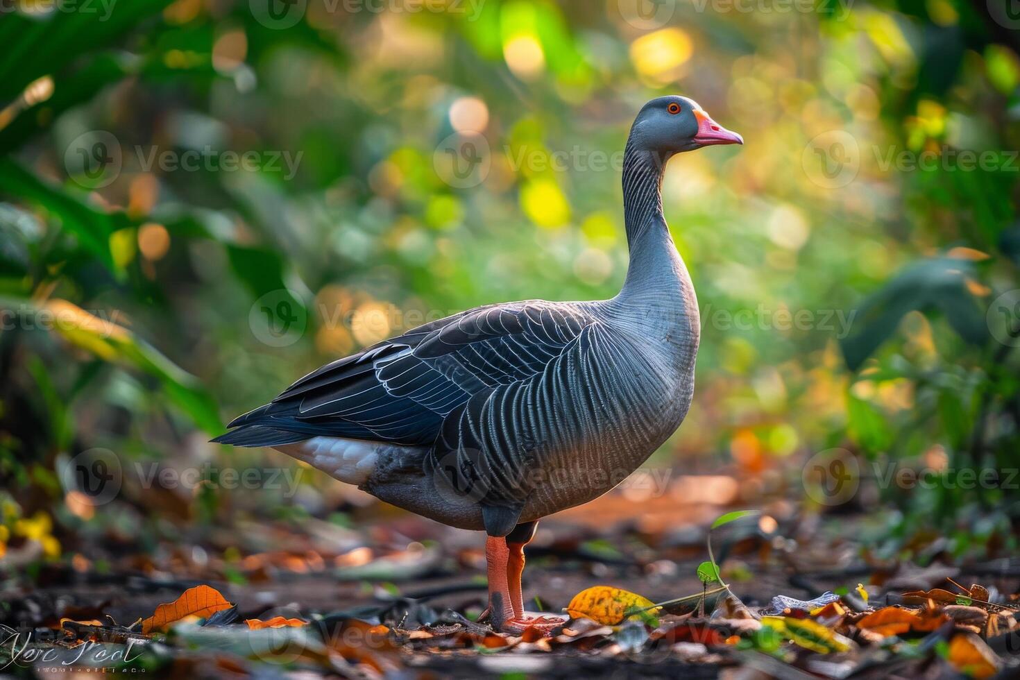 A grey goose stands in the middle of a forest photo