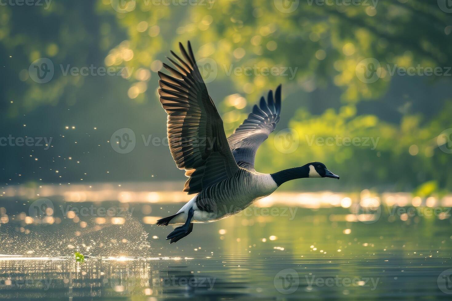 Canada goose flying over the water photo