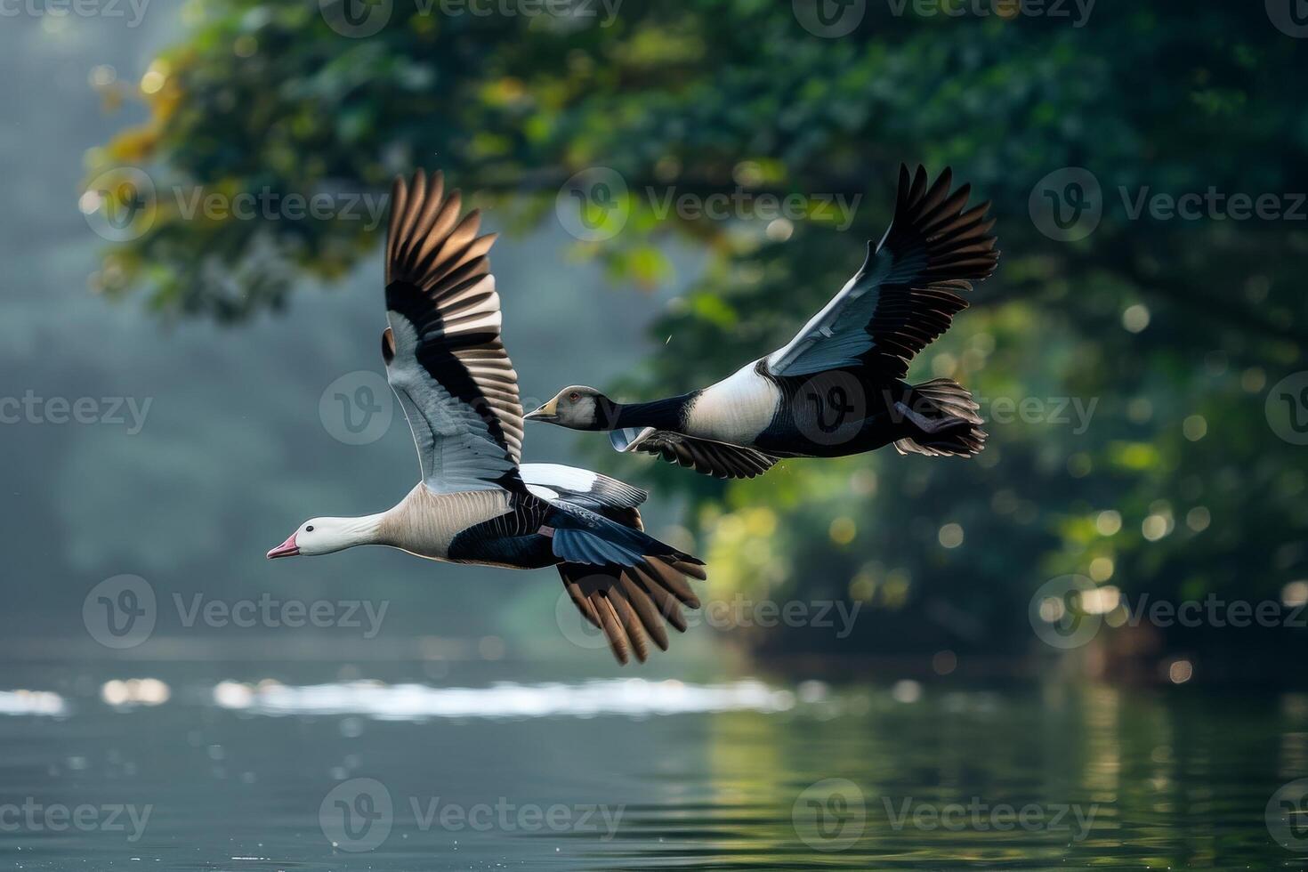 Two ducks flying over water photo