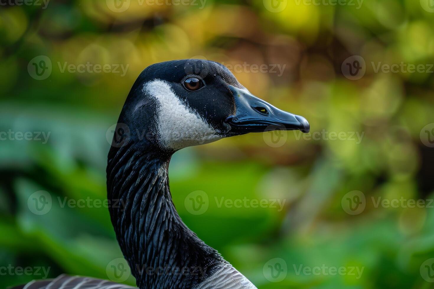 A close up of a goose with a green background photo
