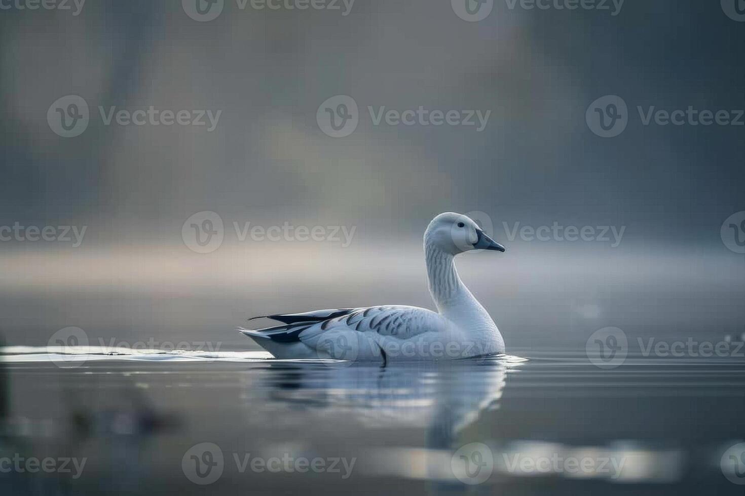 A white goose swimming in the water on a foggy day photo