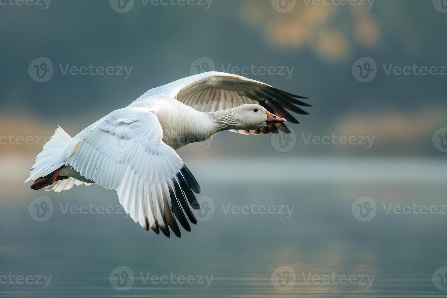 A white goose flying over a lake photo
