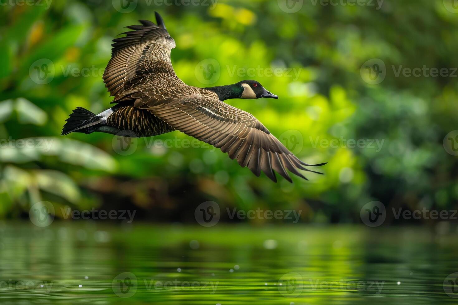 Canada goose flying over water in the forest photo
