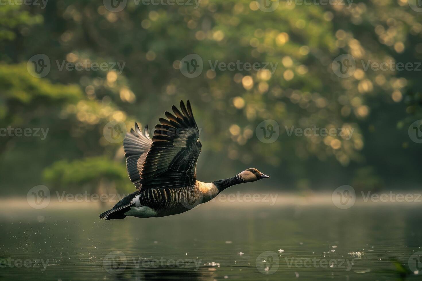 Canada goose flying over the water photo