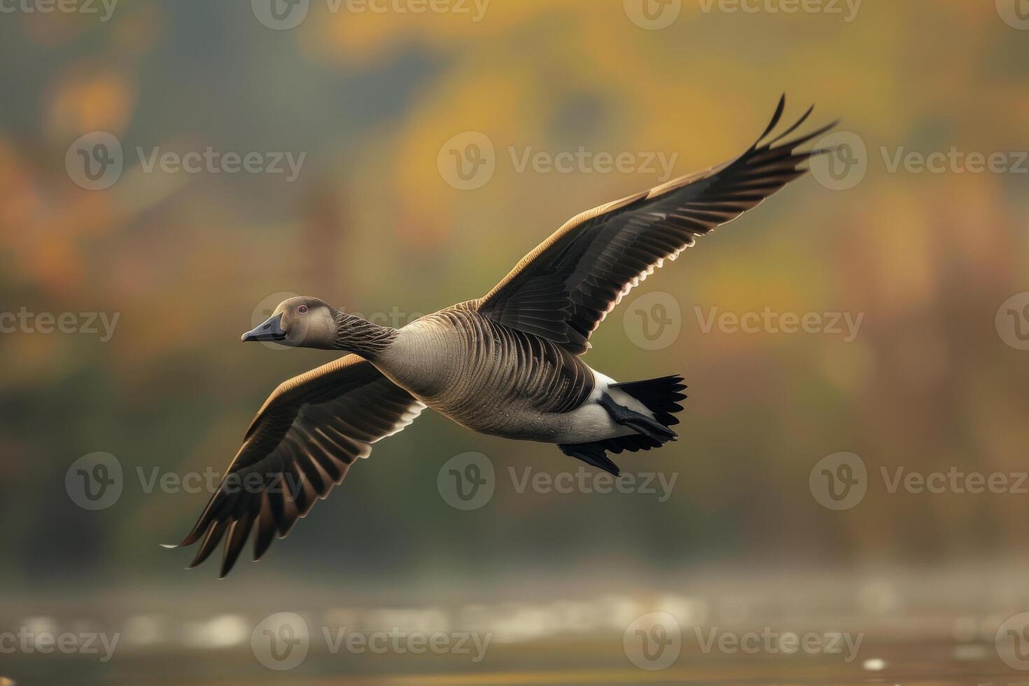A goose flying over a lake with a foggy background photo