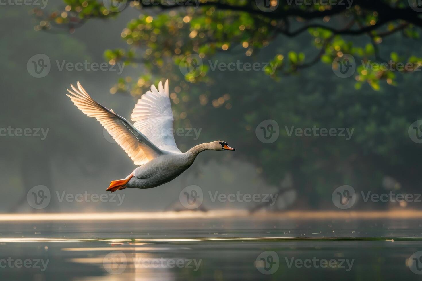 White swan flying over water in the morning photo