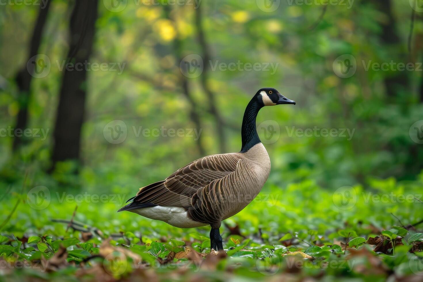 A goose is standing in the middle of a forest photo