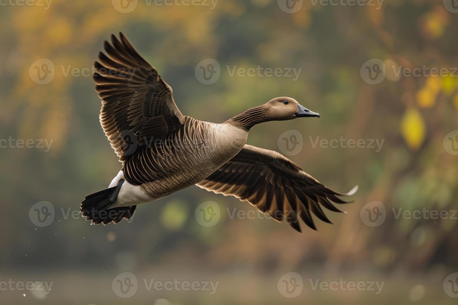 A bird flying over a lake with leaves in the background photo