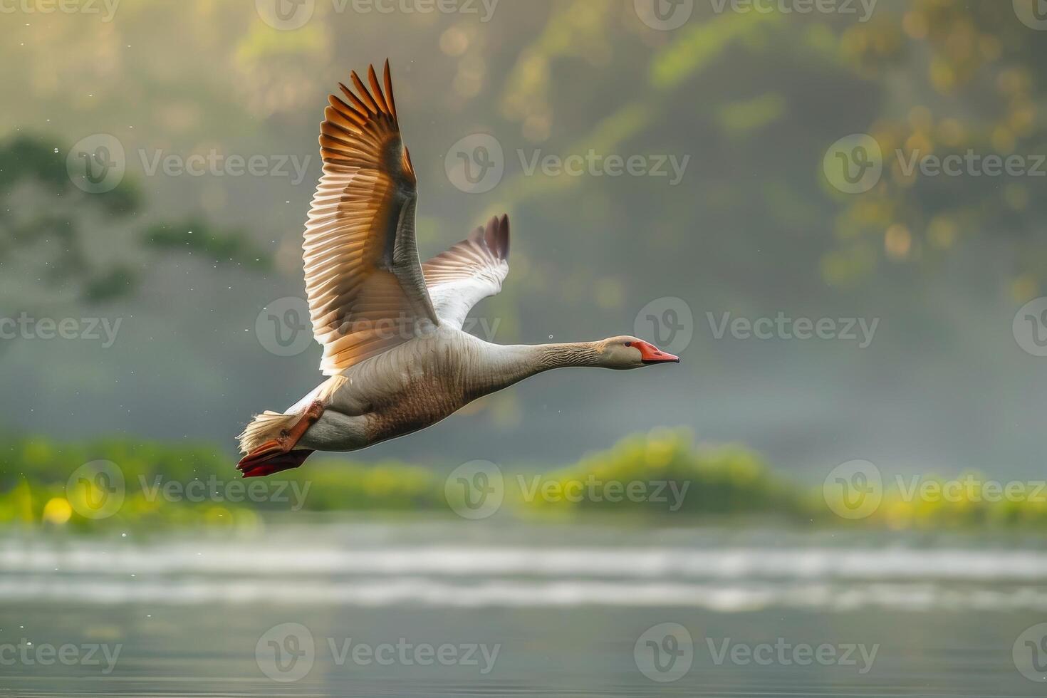 White swan flying over the water photo