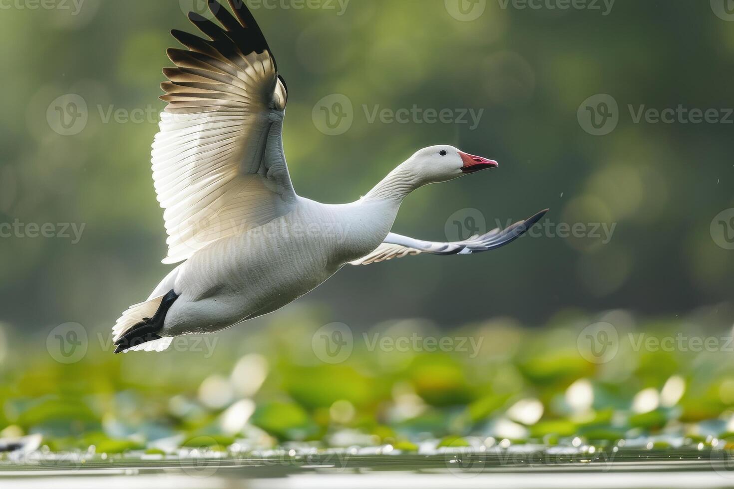 A white goose flying over a body of water photo