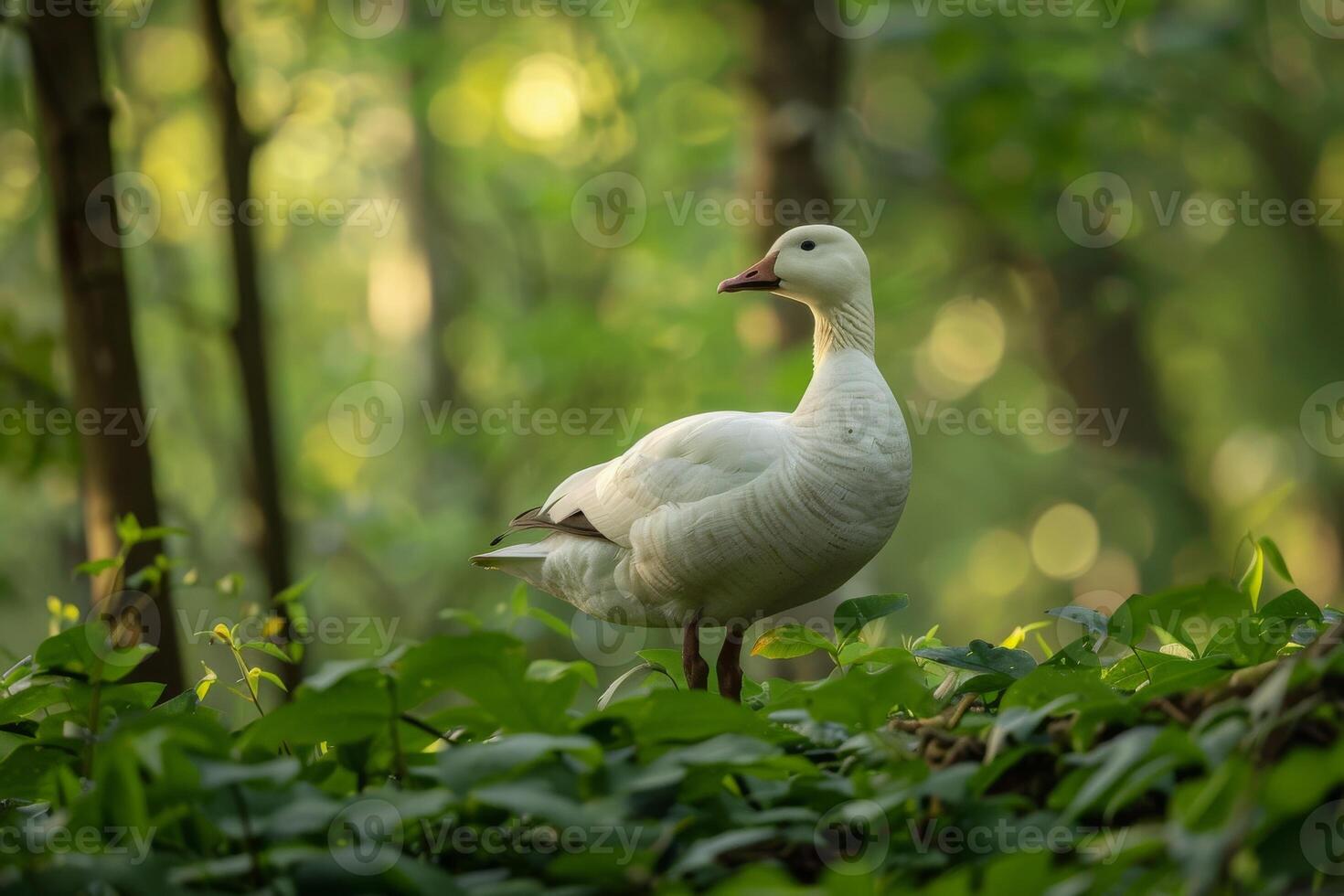 White goose in the forest photo