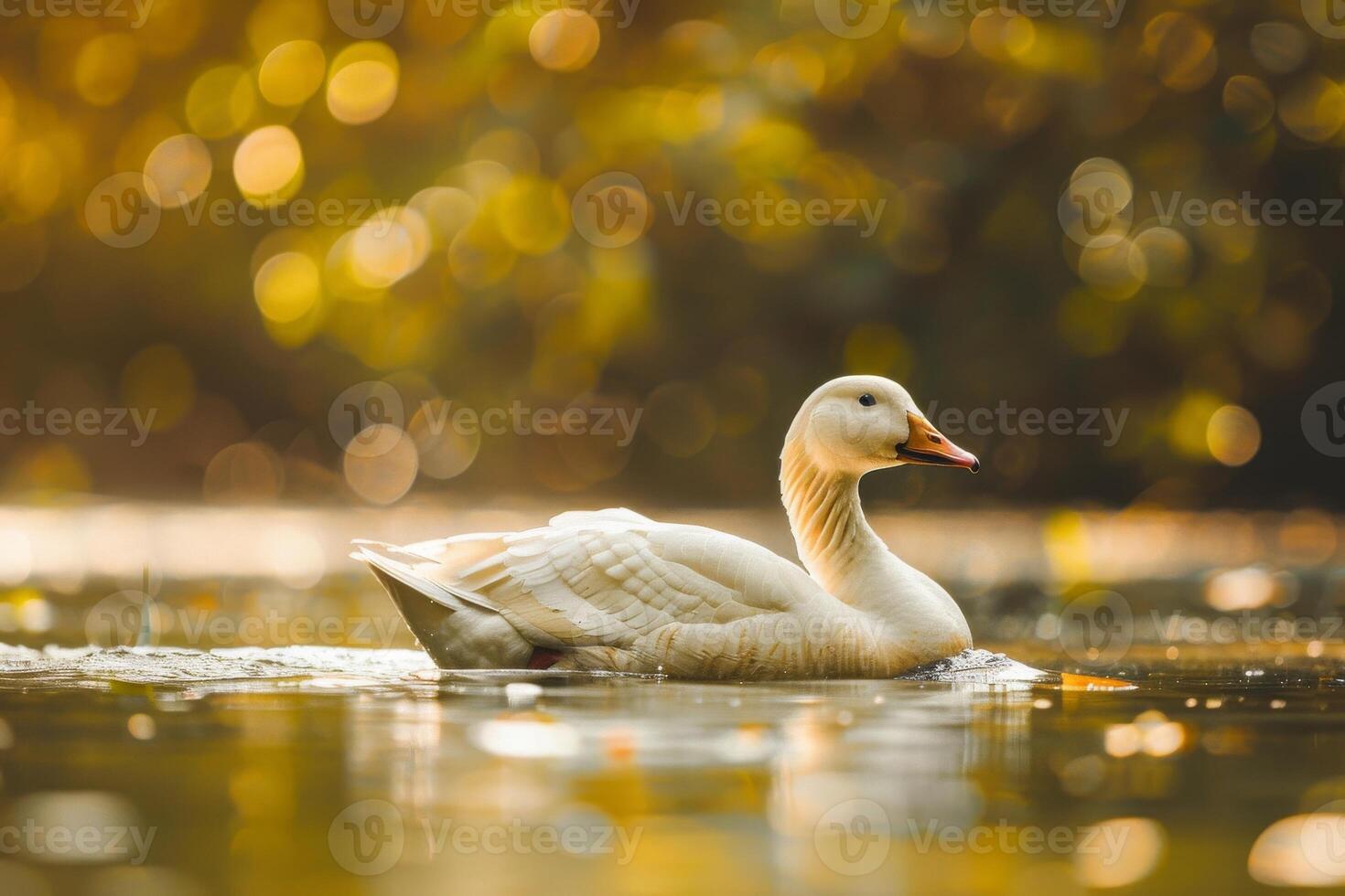 A white duck swimming in a lake with trees in the background photo