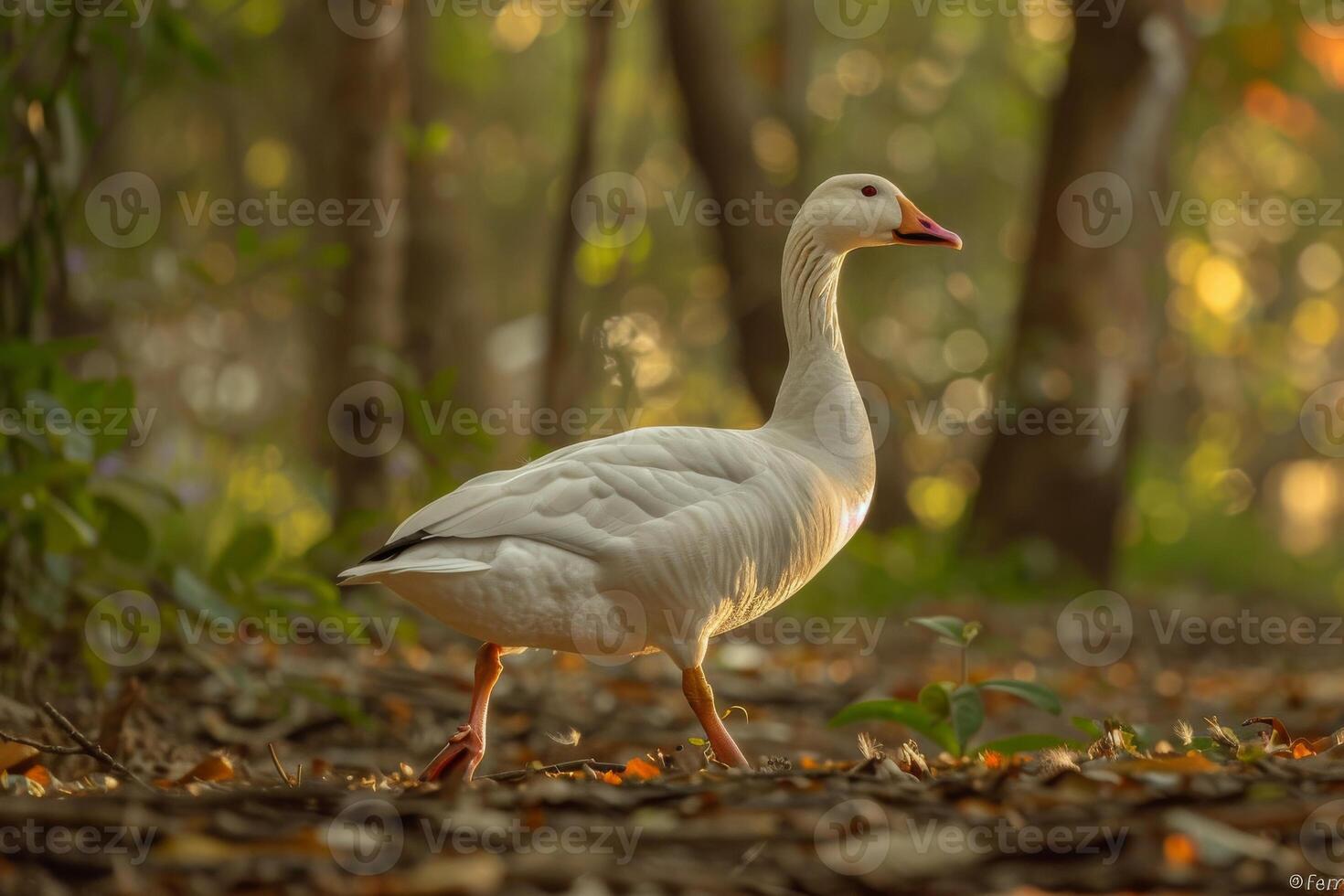 A white goose is walking through the woods photo
