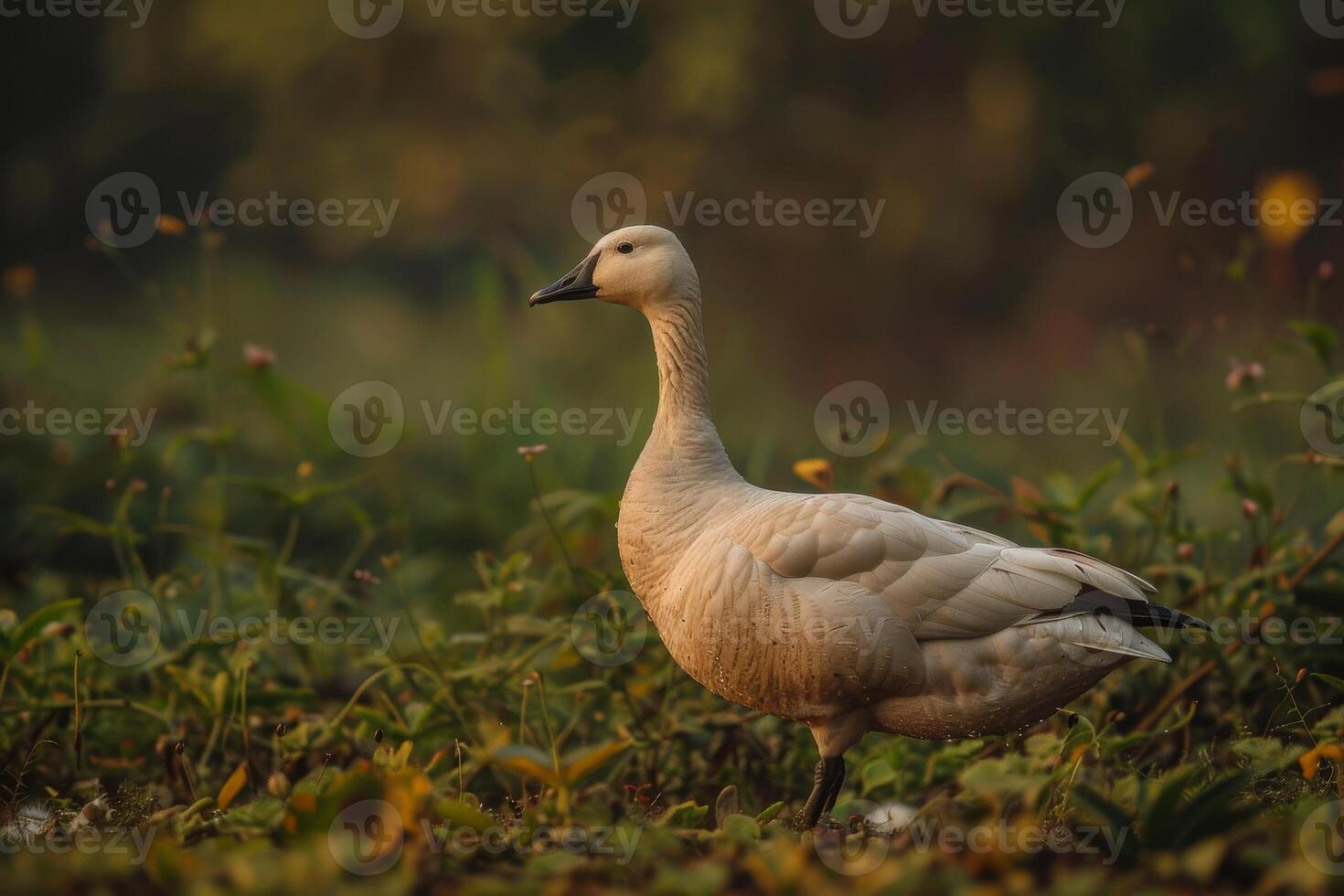 A white goose standing in a field of green grass photo