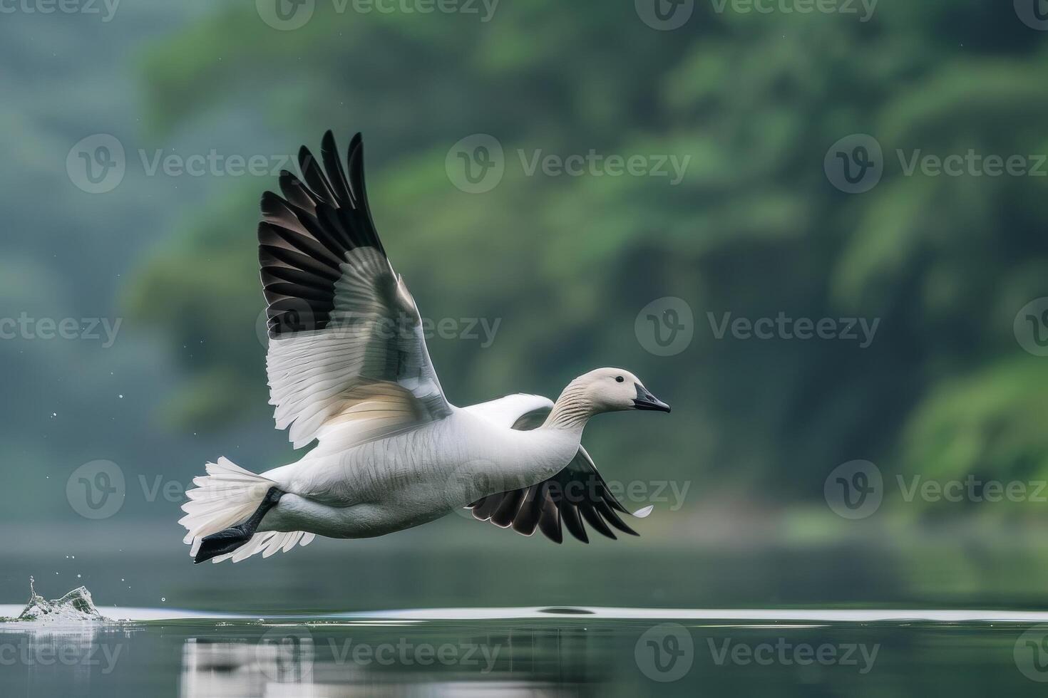 A white duck flying over water in a forest photo