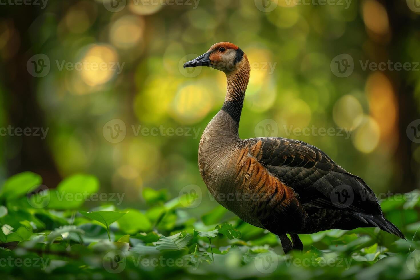 A bird is standing in the grass with trees in the background photo