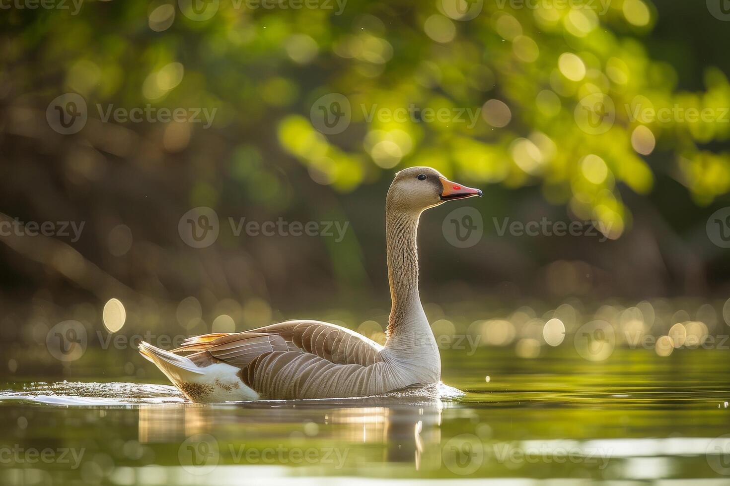 A swan swimming in the water with trees in the background photo
