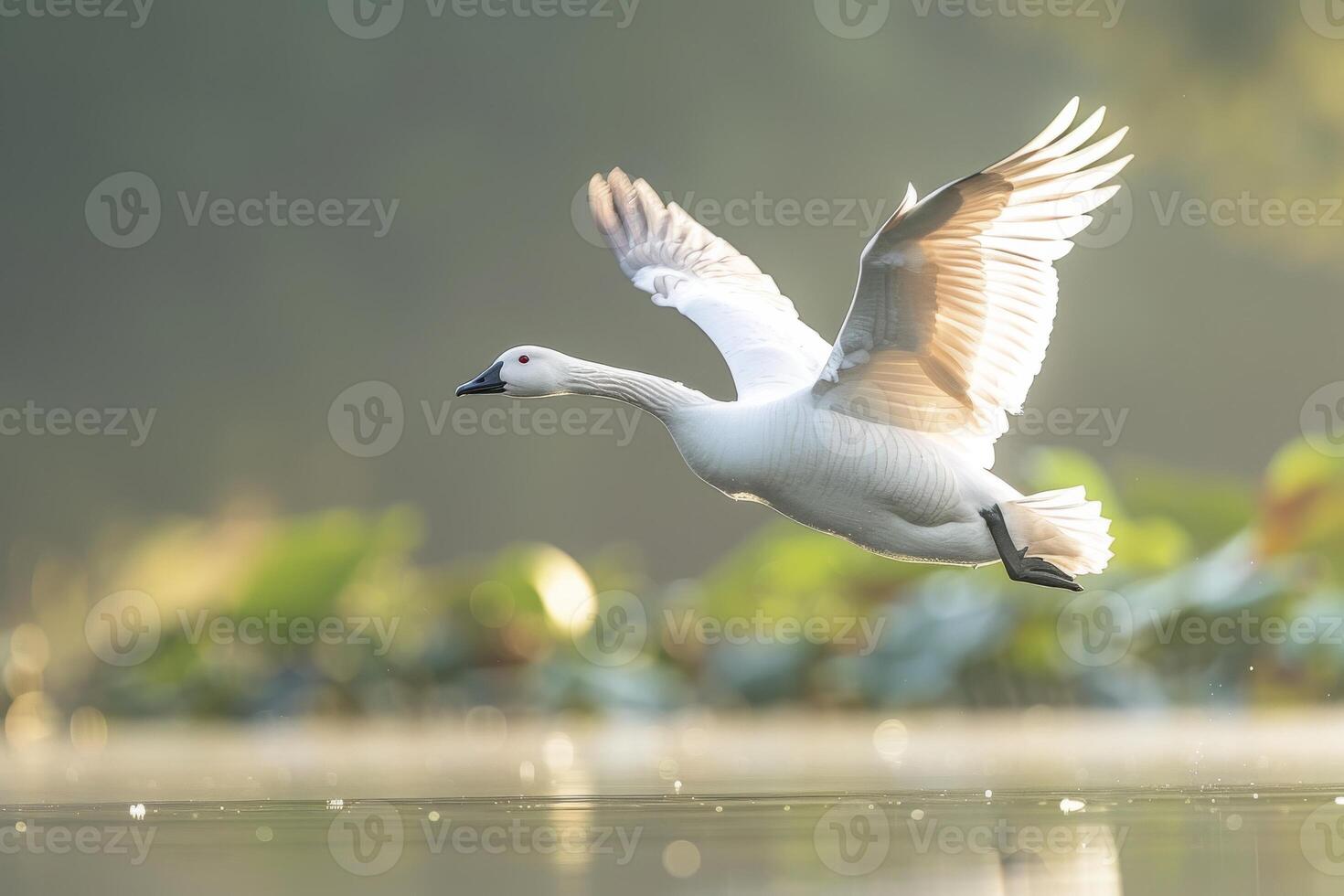 A swan flying over a lake with water lilies photo