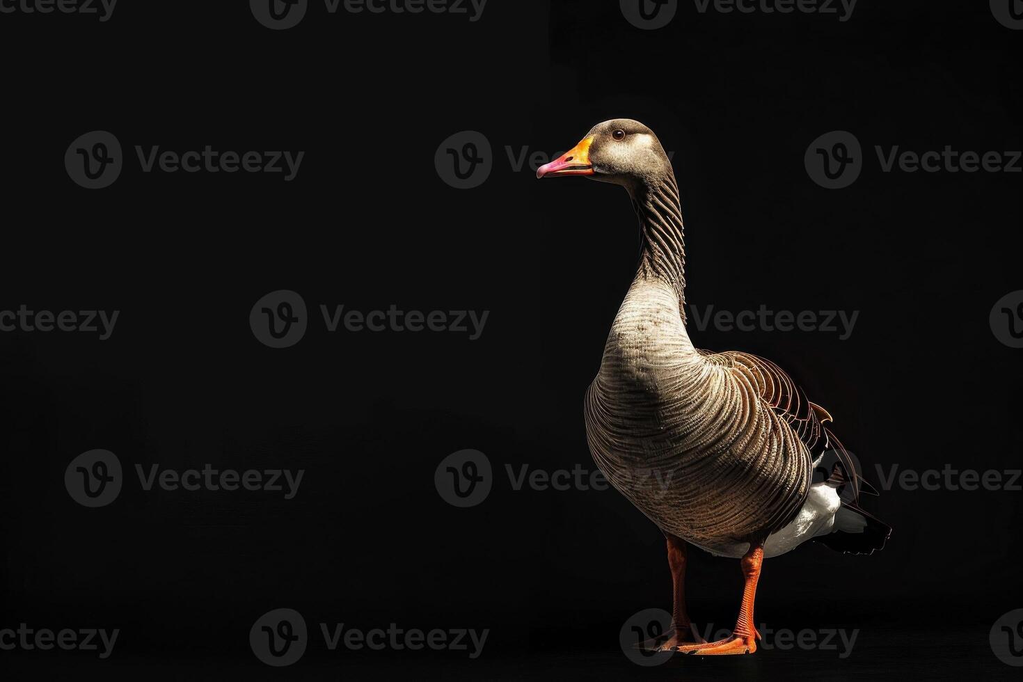 A goose is standing in front of a black background photo